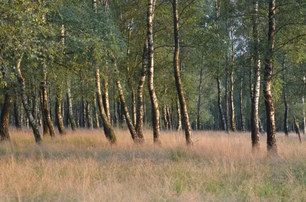 berkenbos