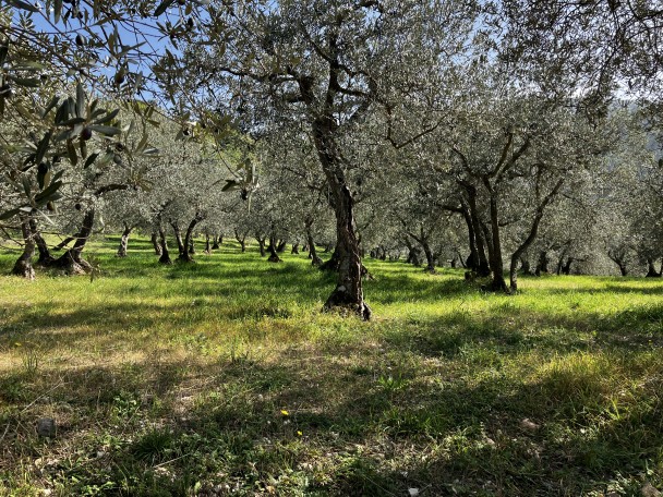 boomgaardmetolijfbomen