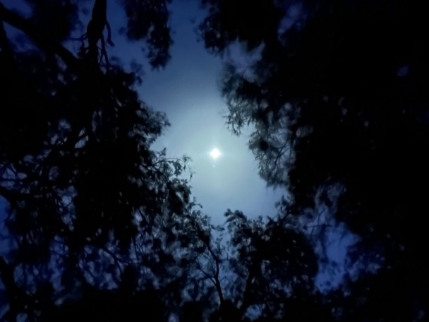 vollemaanindewoestijn