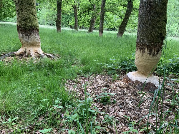 wildernistocht_ardennen49