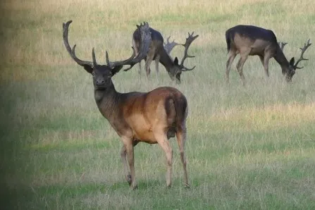 Vision Quest (garant vertrek)